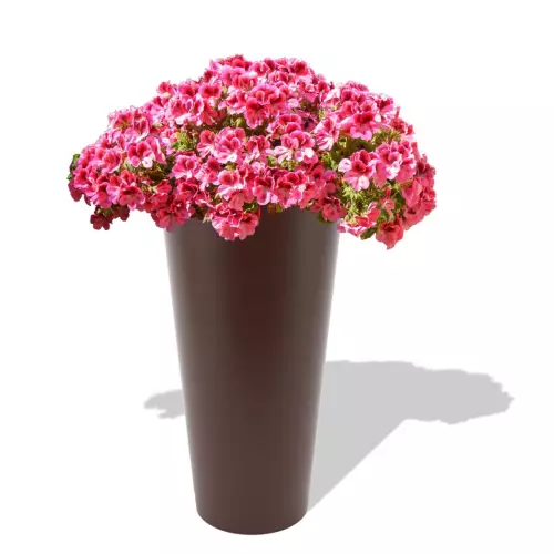 Czekoladowa donica Venus z pelargonią
