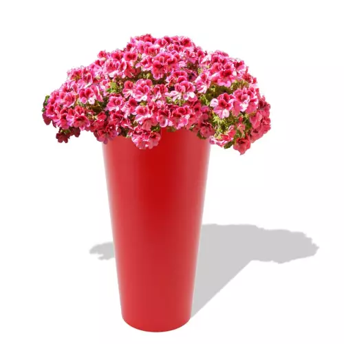 Czerwona donica Venus z pelargonią