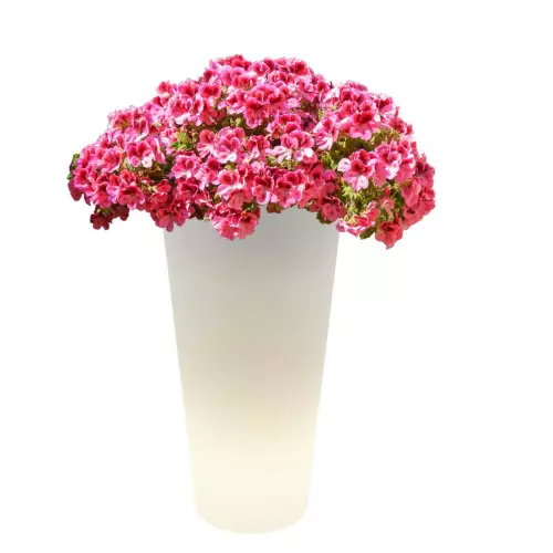 Podświetlana donica Venus z pelargonią