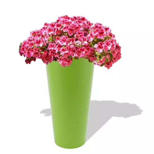 Limonkowa donica Venus z pelargonią