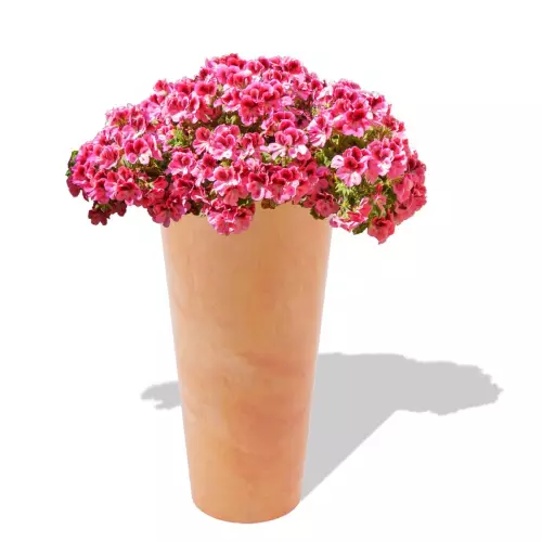 Terakotowa donica Venus z pelargonią
