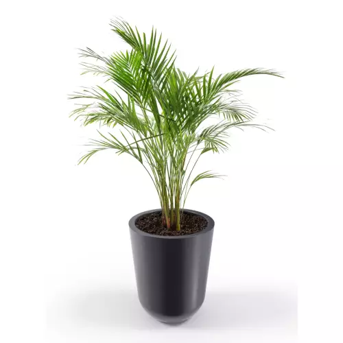Antracytowa donica Westa z zasadzoną arecą