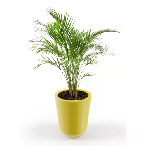 Donica Westa z zasadzoną arecą w odcieniu cytrynowym