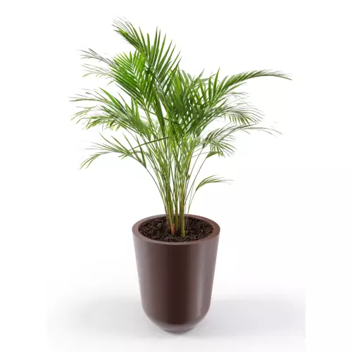 Donica Westa z zasadzoną arecą w czekoladowym kolorze