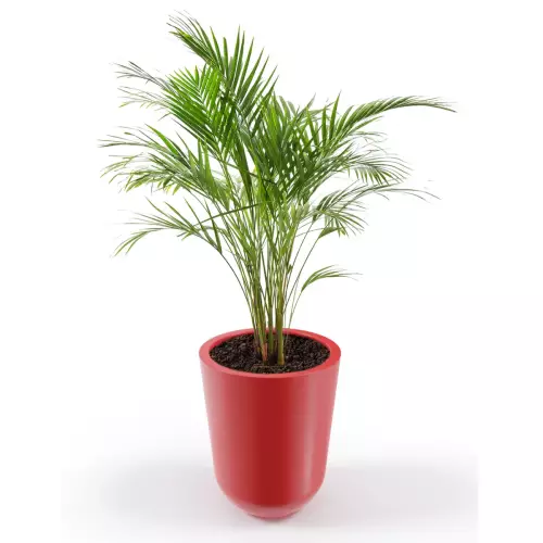 Donica Westa z zasadzoną arecą w czerwonym kolorze