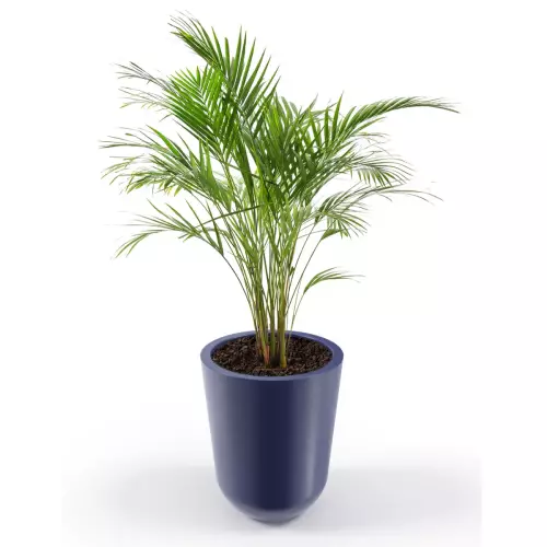 Donica Westa z zasadzoną arecą w niebieskim kolorze