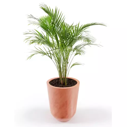 Donica Westa z zasadzoną arecą w kolorze terakota