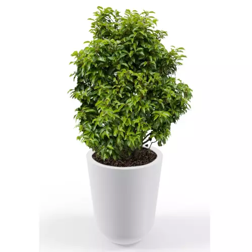 Biała donica Westa z zasadzoną laurowiśnią