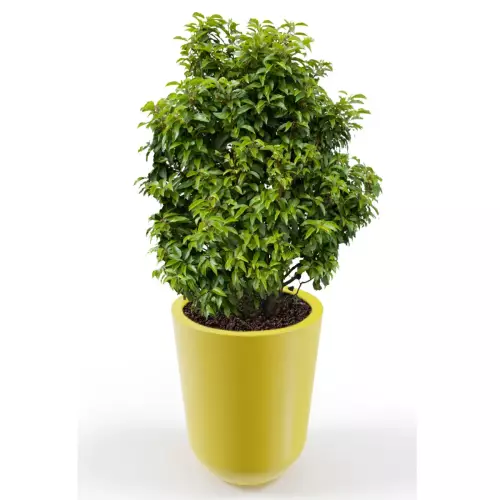 Żółta donica Westa z zasadzoną laurowiśnią