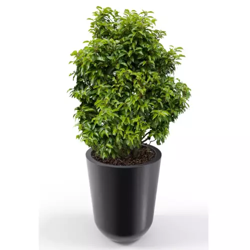 Czarna donica Westa z zasadzoną laurowiśnią