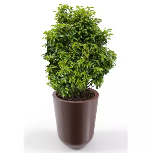 Czekoladowa donica Westa z zasadzoną laurowiśnią