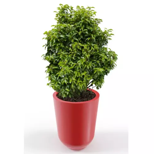 Czerwona donica Westa z zasadzoną laurowiśnią