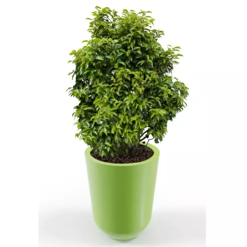 Limonkowa donica Westa z zasadzoną laurowiśnią