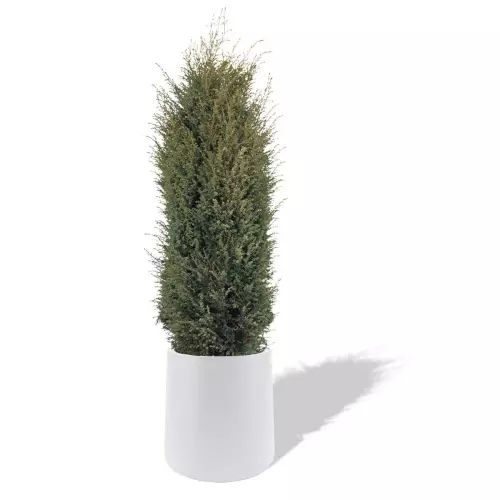 Biała donica Zoe z jałowcem