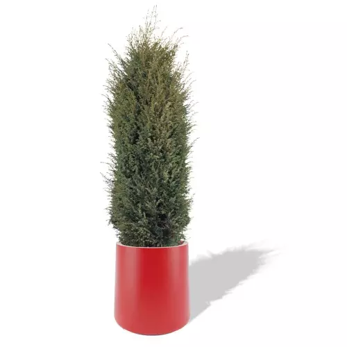 Czerwona donica Zoe z jałowcem