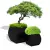 Czarne donice Mars 70 z bukszpanem i Mars 100 z bonsai