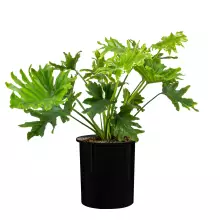 Wkład z systemem nawadniania SWIP 31x33 cm