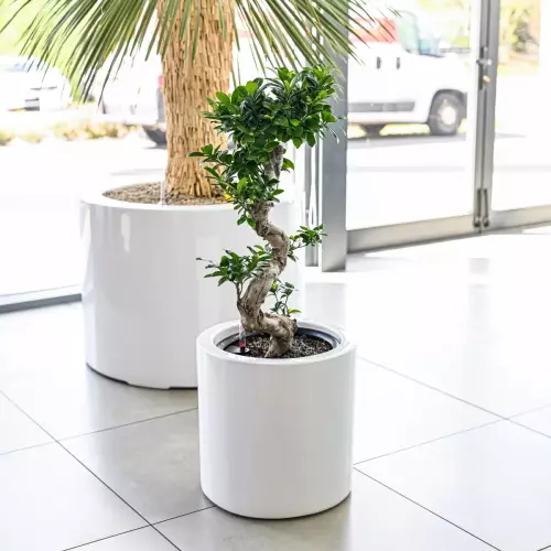 Fikus bonsai w donicy D901B z wkładem SWIP 31x33 cm