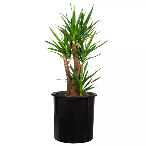 Okrągły wkład do donicy średnica 38 cm, wysokość 38 cm