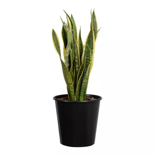 Sansevieria laurenti