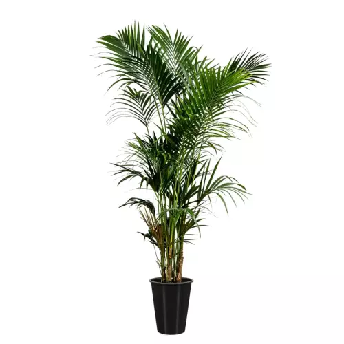 Kencja we wkładzie o pojemności 13 litrów