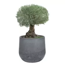 Donica betonowa BOWL XL 115x100 cm grafitowy