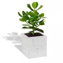 Donica betonowa S 14x14x15 biały