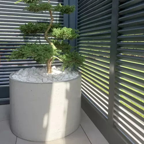 Cis japoński w okrągłej betonowej donicy RING EM