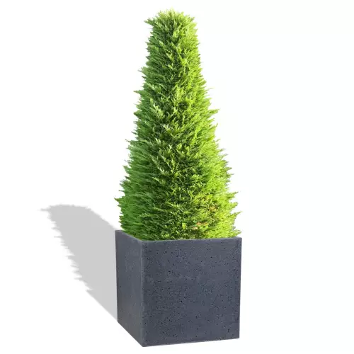 Grafitowa donica Block M z żywotnikiem