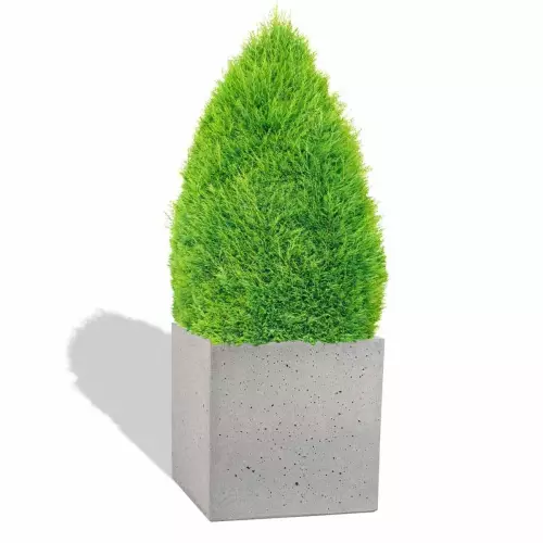 Szara betonowa donica  Block L z cisem