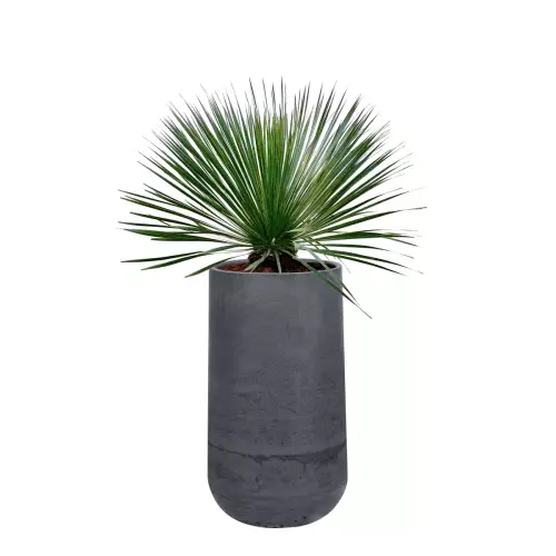 Juka w antracytowej donicy z betonu BOWL H 50x90 cm