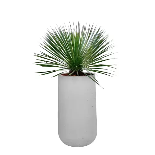 Juka w szarej donicy z betonu BOWL H 50x90 cm