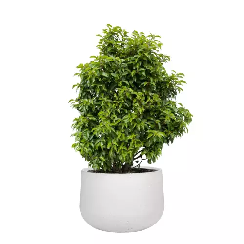 Laurowiśnia w białej donicy z betonu BOWL L 90x60 cm