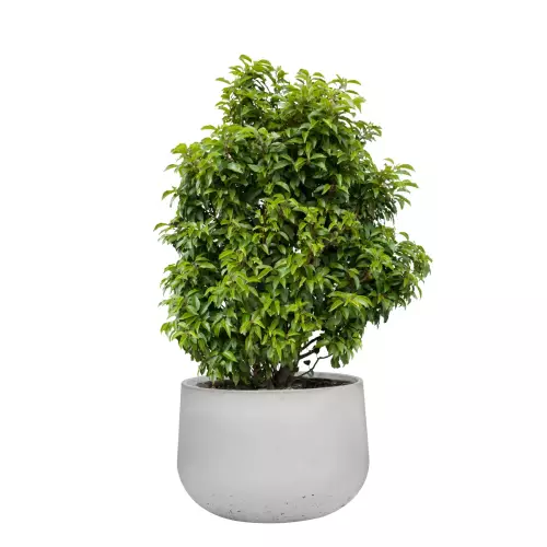 Laurowiśnia w szarej donicy z betonu BOWL L 90x60 cm