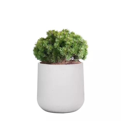 Kosodrzewina w białej donicy z betonu BOWL M 60x60 cm