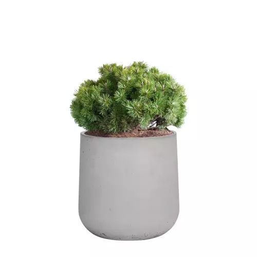 Kosodrzewina w szarej donicy z betonu BOWL M 60x60 cm