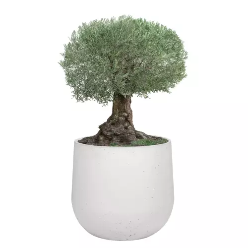 Oliwka w białej donicy z betonu BOWL XL 115x100 cm