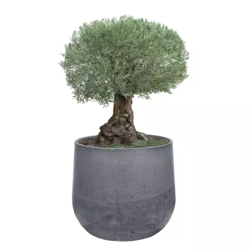 Oliwka w grafitowej donicy z betonu BOWL XL 115x100 cm