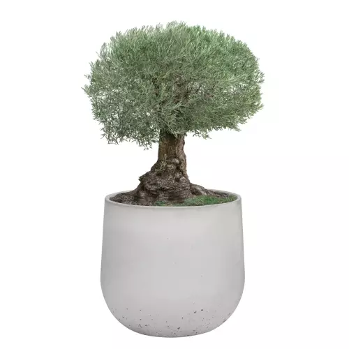 Oliwka w szarej donicy z betonu BOWL XL 115x100 cm