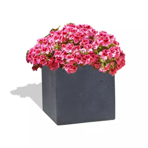 Grafitowa donica Box 35x35x35 z pelargonią