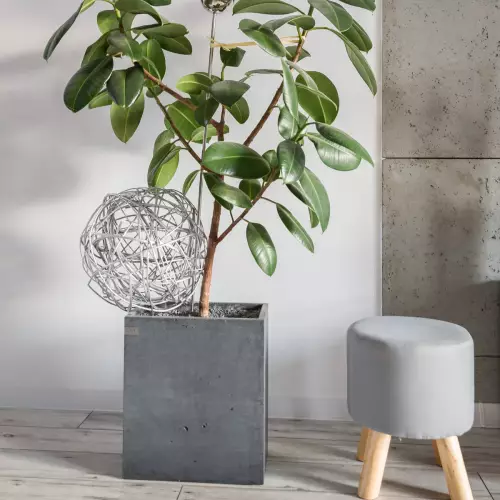 Fikus w szarej donicy Box S