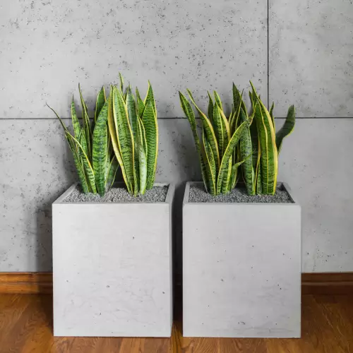 Sansevieria gwinejska w donicach z betonu Box S