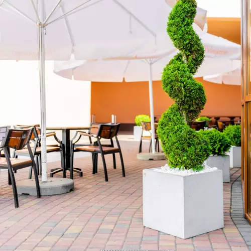 Formowana Tuja brabant w donicy z betonu Box M