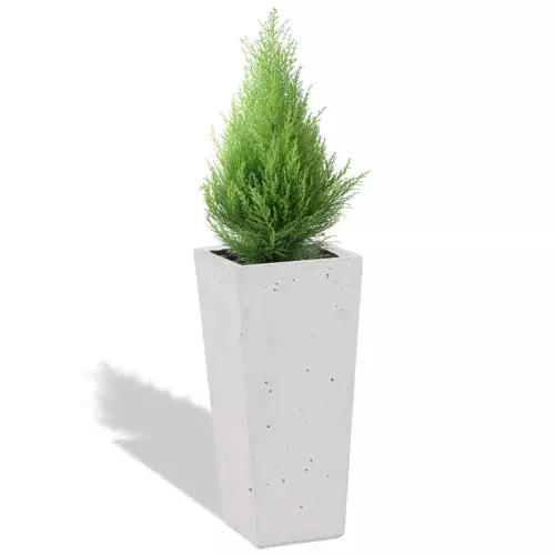 Biała donica Cone 19x19x40 z cyprysem