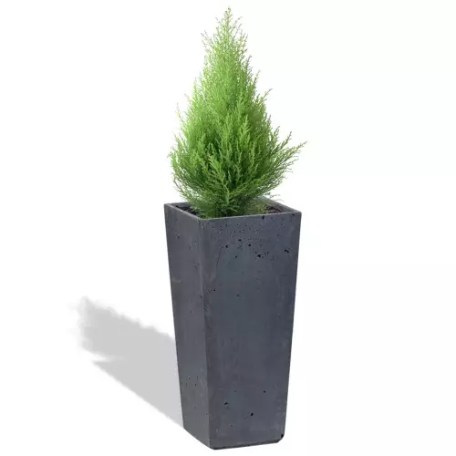 Grafitowe donica Cone 19x19x40 z cyprysem