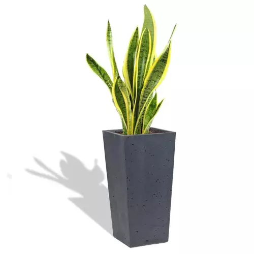 Grafitowa donica Cone 32x32x63 z sansewierią