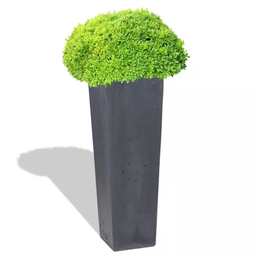 Grafitowa donica Cone 32x32x93 z bukszpanem