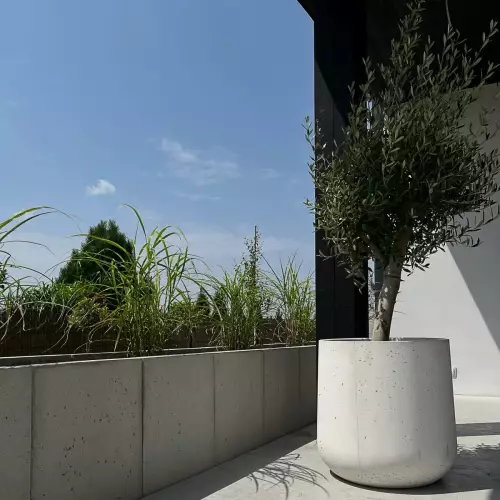 Oliwka w donicy BOWL L w kolorze szarym