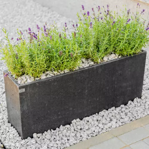 Lawenda w donicy Linea L w kolorze grafitowym