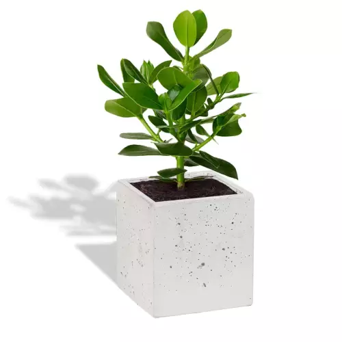 Biała donica S 14x14x15 z kluzją